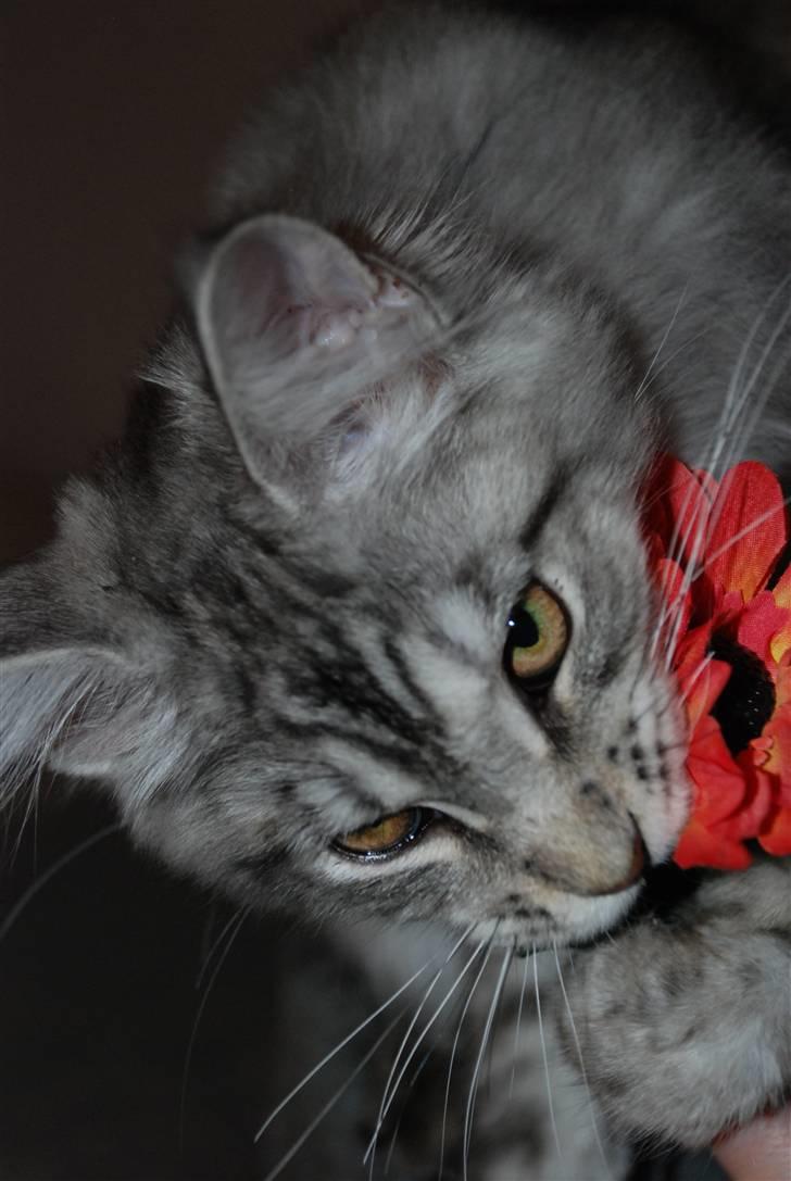 Maine Coon Gugger's Usher - Det er min blomst billede 3