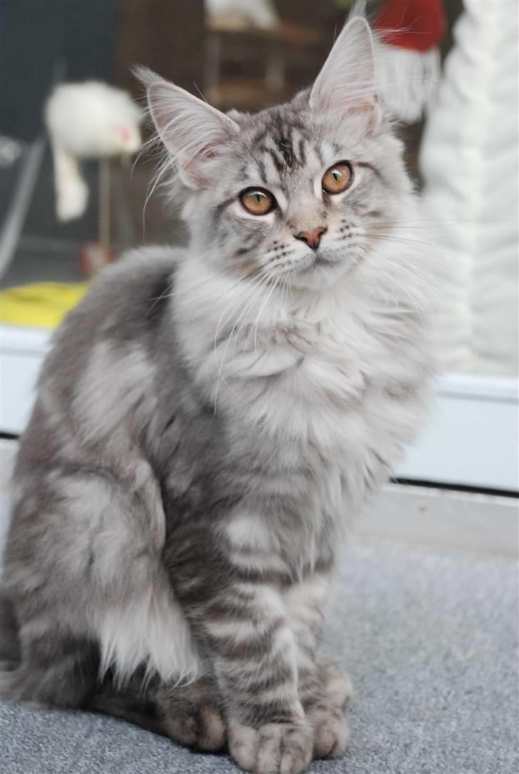 Maine Coon Gugger's Usher billede 4