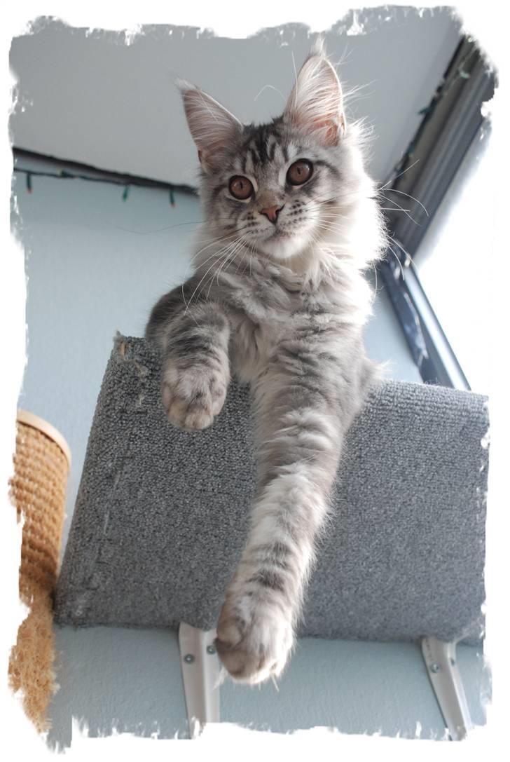 Maine Coon Gugger's Usher billede 5