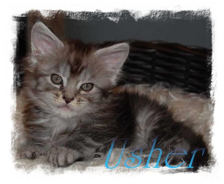 Maine Coon Gugger's Usher billede 6