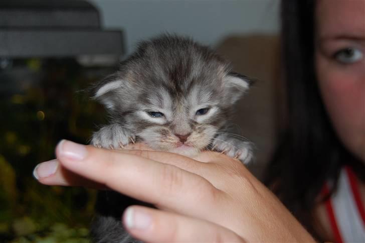 Maine Coon Gugger's Usher - Osse 2 uger her... EN lille bamse. billede 7