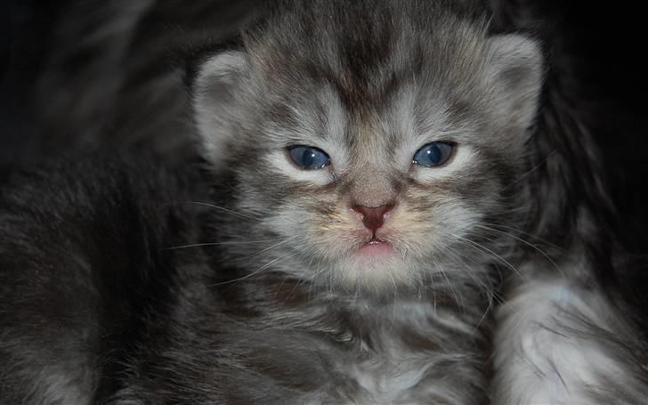 Maine Coon Gugger's Usher - Usher 2 uger billede 8