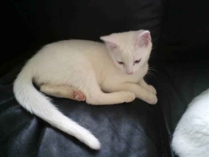 Blanding af racer dingo (død) billede 1