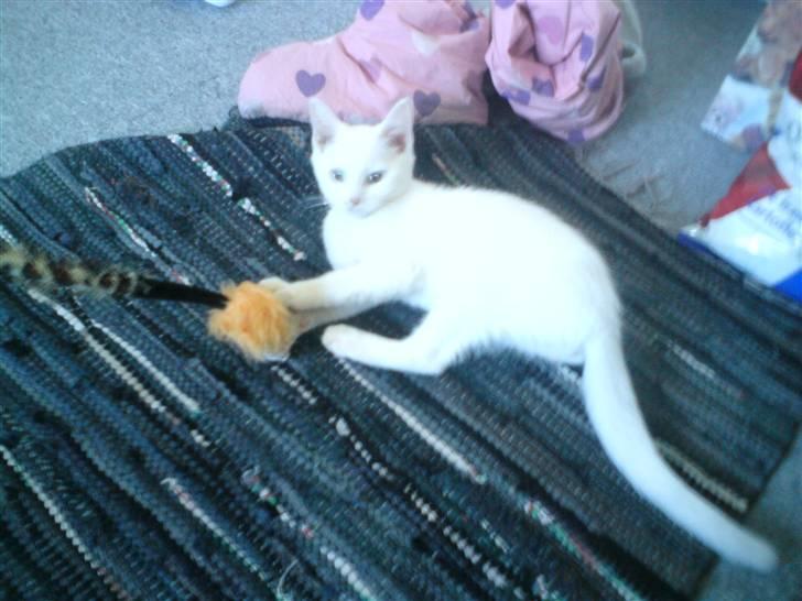 Blanding af racer dingo (død) billede 2