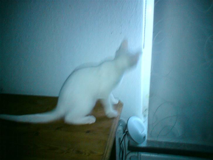 Blanding af racer dingo (død) - tittebøøh jeg holder øje med jer udenfor xD billede 3