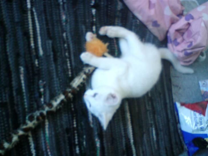 Blanding af racer dingo (død) billede 4