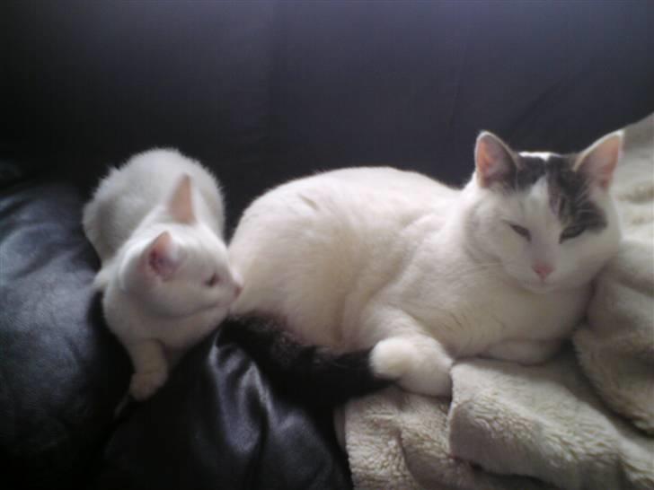 Blanding af racer dingo (død) - her ligger jeg med min STORE ven heino xD billede 5