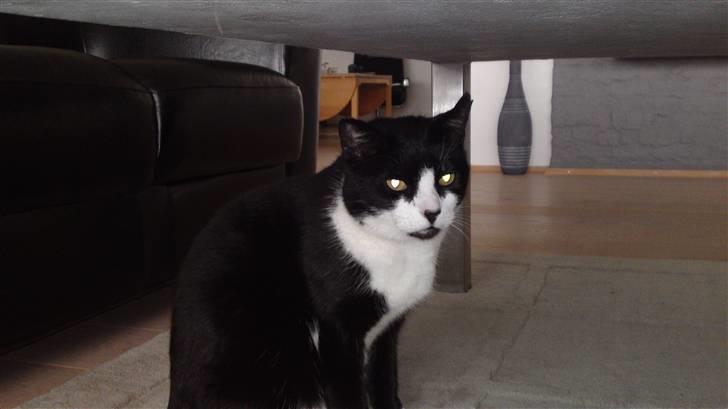 Huskat Henry billede 1