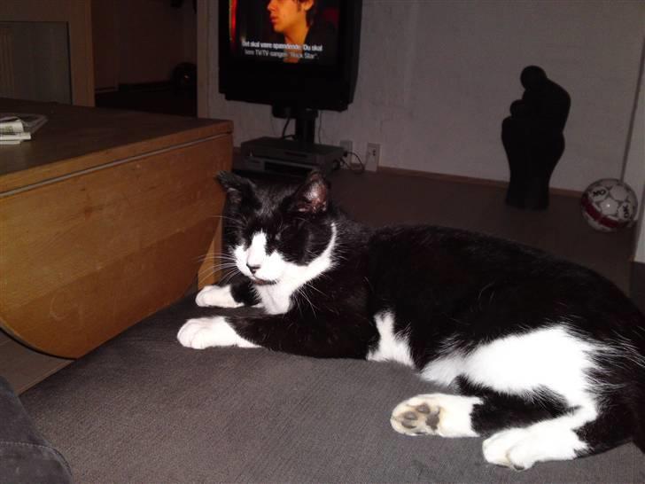 Huskat Henry billede 2