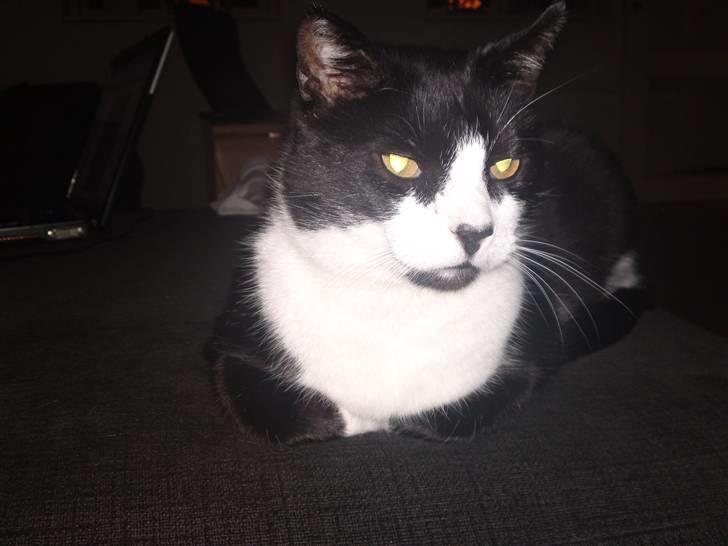 Huskat Henry billede 4