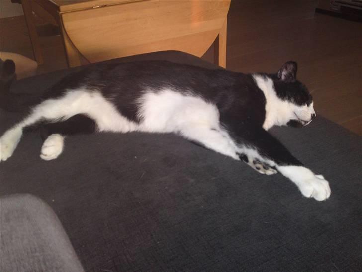 Huskat Henry billede 5