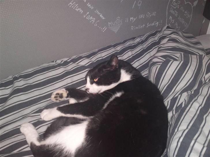 Huskat Henry billede 6