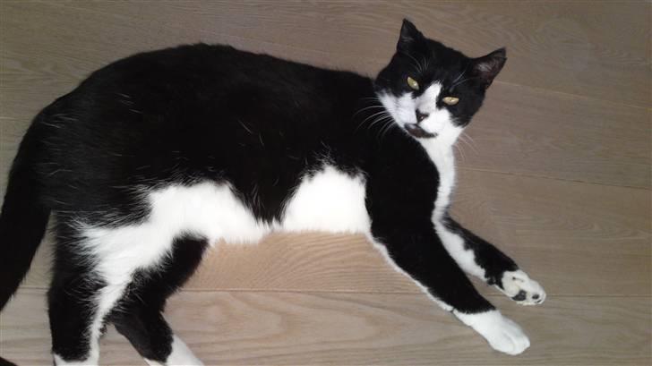 Huskat Henry billede 7