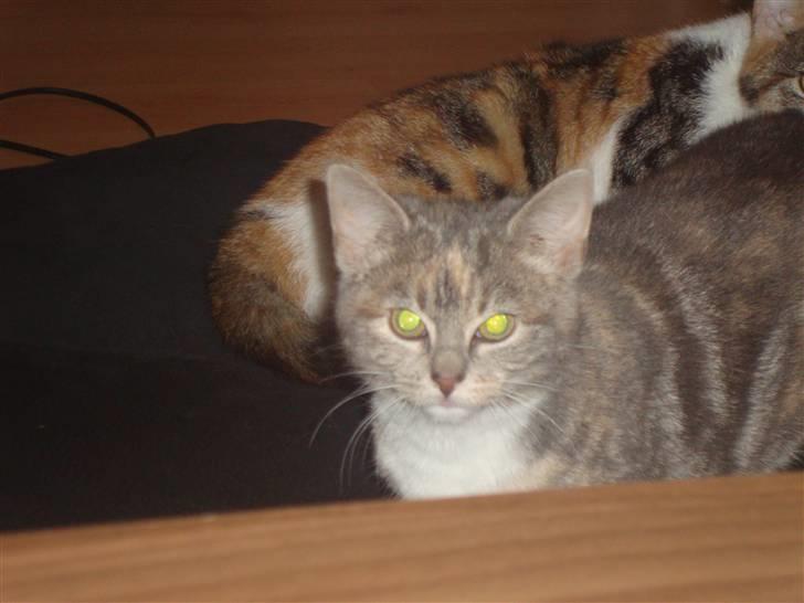 Huskat Tilde billede 4