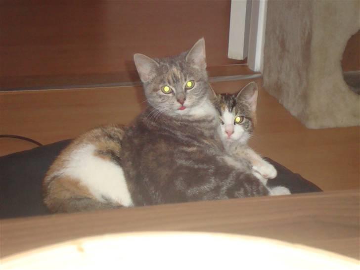 Huskat Tilde - æhh putter med søster =) billede 5