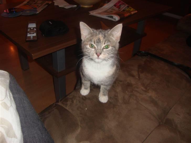 Huskat Tilde billede 8