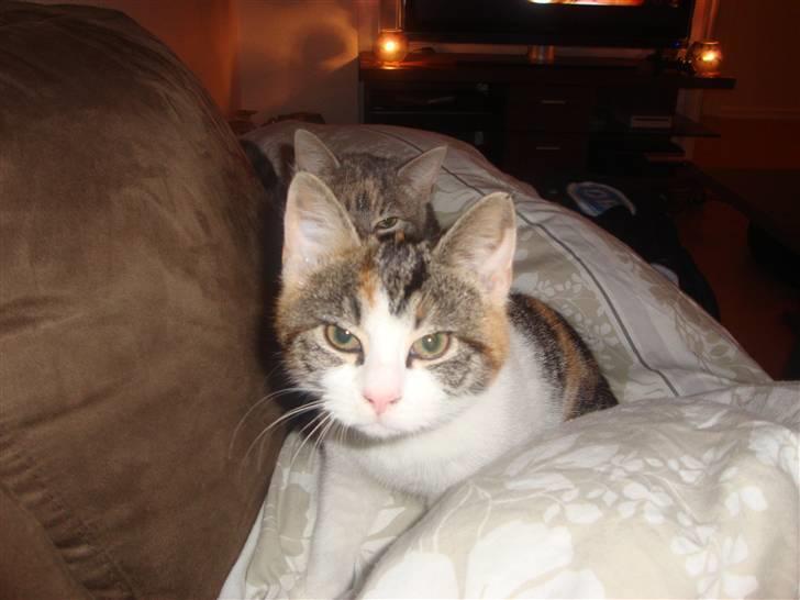 Huskat Miv =)  billede 8