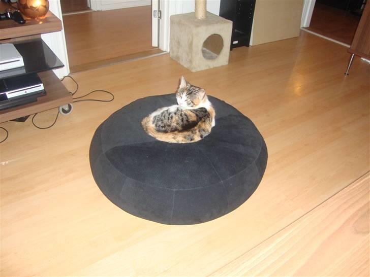 Huskat Miv =)  billede 9