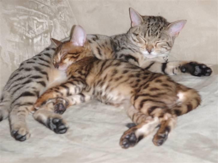 Blanding af racer Isis - Allerede bedste venner billede 8