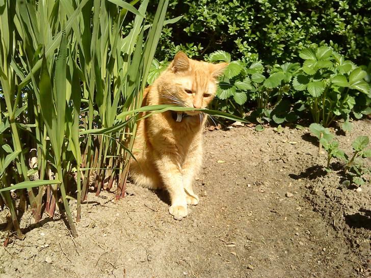 Blanding af racer Garfield (kaldes Gaffe) - Davs du! :D Og velkommen til min profil <3 Her sidder jeg og æder af en plante xD billede 1