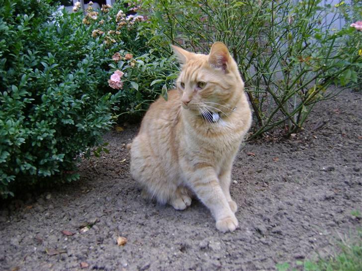 Blanding af racer Garfield (kaldes Gaffe) - Det smukke dyr :) <33 billede 2