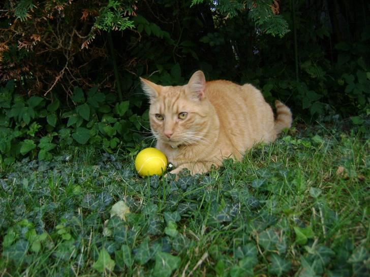 Blanding af racer Garfield (kaldes Gaffe) - Hvor fantastisk! xD Han har rent faktisk lige leget med den bold? <33 billede 3