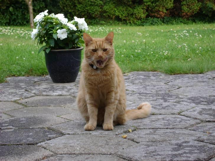 Blanding af racer Garfield (kaldes Gaffe) - GAAB! Hvor er jeg træt xD Overvejer at gå ind og sove <3 billede 5
