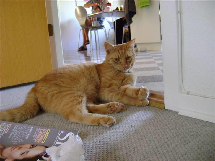 Blanding af racer Garfield (kaldes Gaffe) - Gaffe ta´r sig en slapper! <3 Love You! <3 billede 6