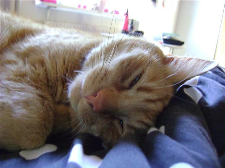 Blanding af racer Garfield (kaldes Gaffe) - Gaffe ligger trygt og godt <3 :D billede 7
