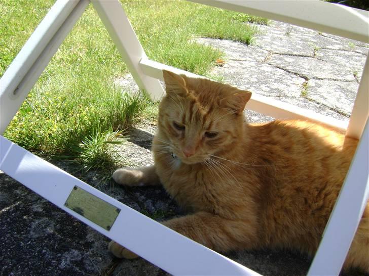 Blanding af racer Garfield (kaldes Gaffe) - Dejligt her er skygge! (; <3 billede 8