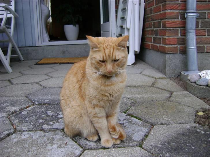 Blanding af racer Garfield (kaldes Gaffe) - Hvad skal jeg dog lave? :D billede 9