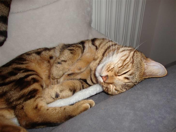 Bengal Tulak R.I.P. - Tulak billede 7