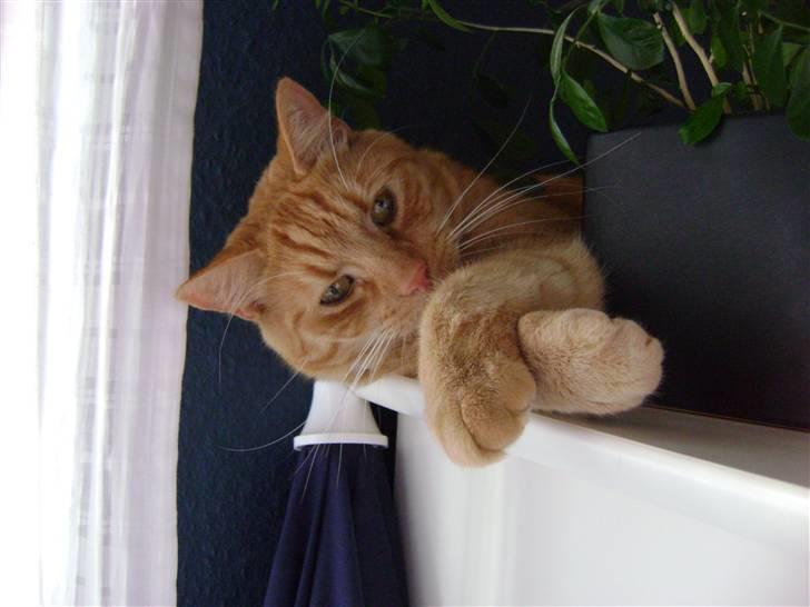 Blanding af racer Garfield (kaldes Gaffe) - Her ligger jeg <33 Hehe xD billede 10