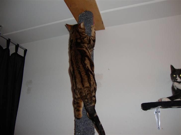 Bengal Tulak R.I.P. - Tulak billede 8