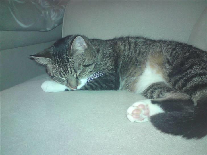 Huskat Silke - Hård dag.. :) billede 1