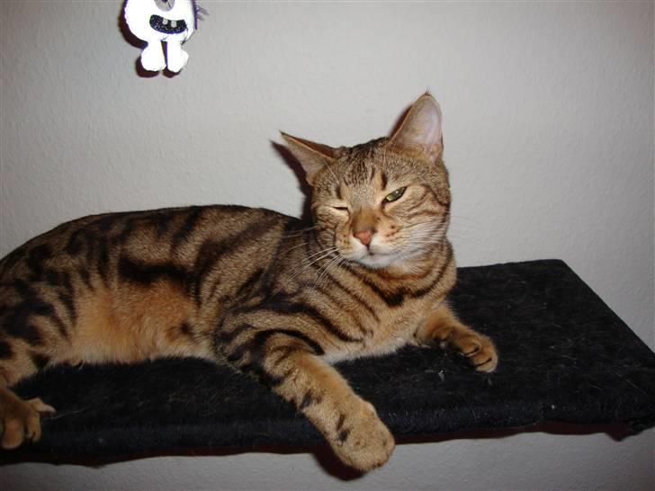 Bengal Tulak R.I.P. - Tulak billede 9