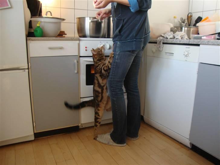 Bengal Tulak R.I.P. - Tulak tigger MEGET og giver aldrig op lol billede 10