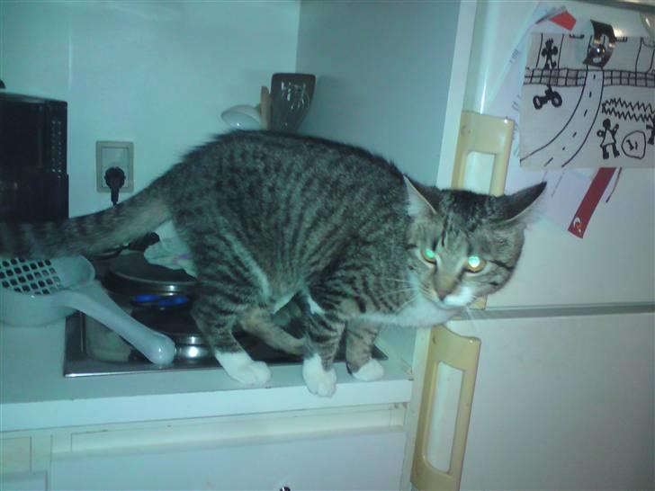 Huskat Silke - "Mon de har opdaget mig?" billede 2