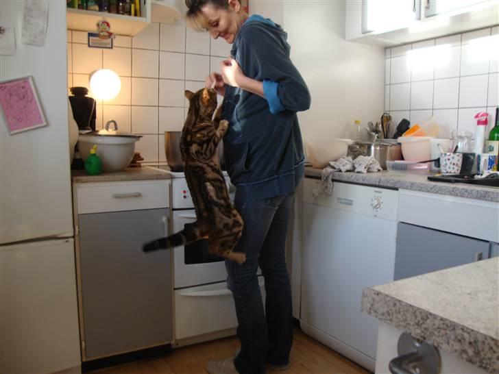 Bengal Tulak R.I.P. - Tigger stadig billede 11