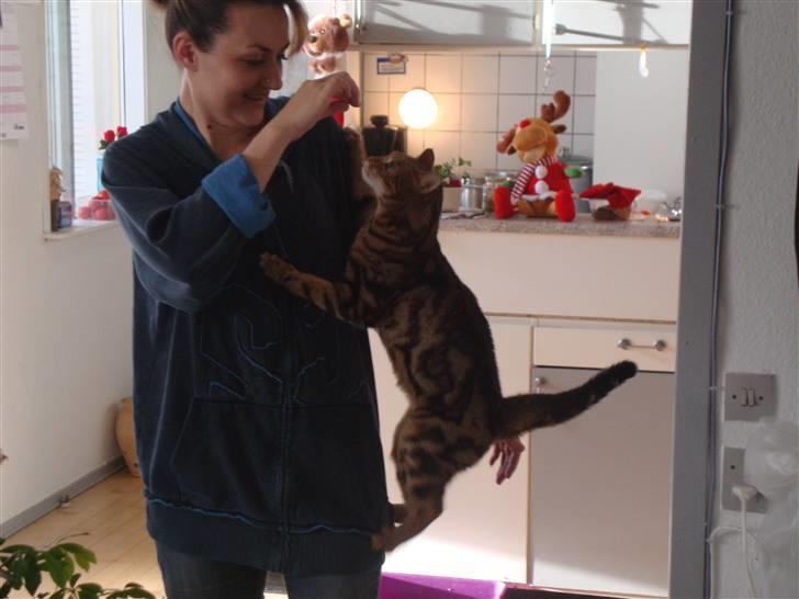 Bengal Tulak R.I.P. - Sådan gør han til han får noget mad..lol billede 12