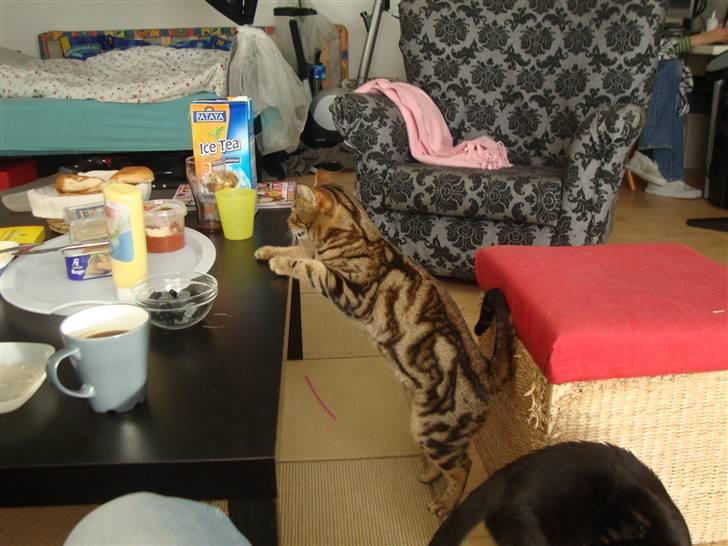 Bengal Tulak R.I.P. - Tulak tigger igen.. billede 13