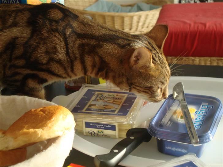 Bengal Tulak R.I.P. - mmm dufter godt.. billede 14