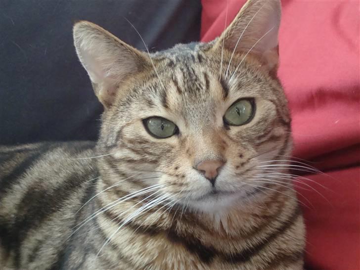 Bengal Tulak R.I.P. - Jeg er da en flot fyr billede 15