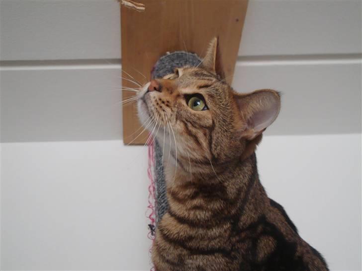 Bengal Tulak R.I.P. - Hvad er det? billede 16