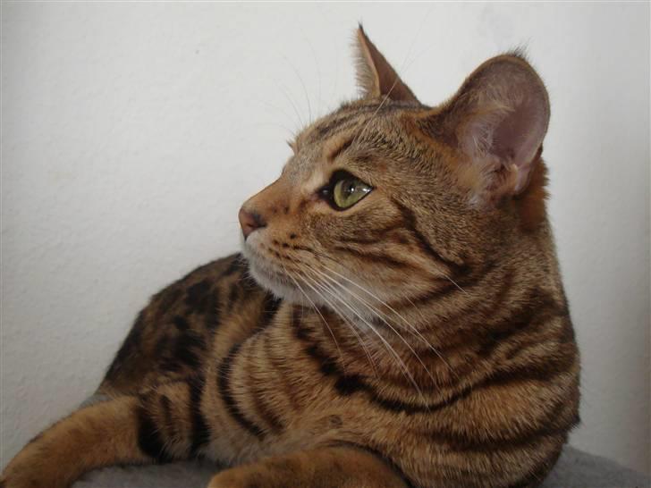 Bengal Tulak R.I.P. - osse fin i profil billede 17