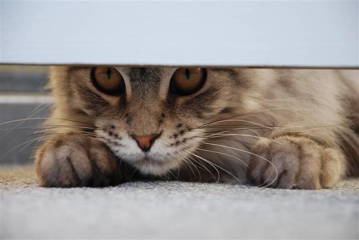 Maine Coon Gugger's Usher - Jeg kan godt se dig... billede 9