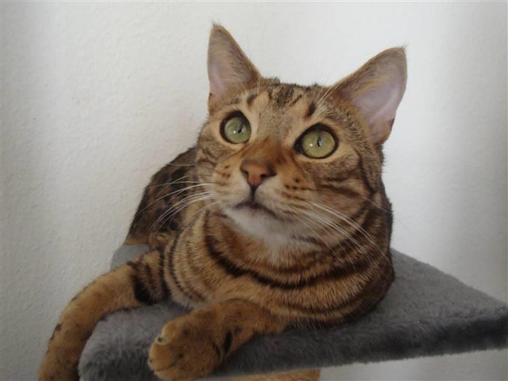 Bengal Tulak R.I.P. billede 18