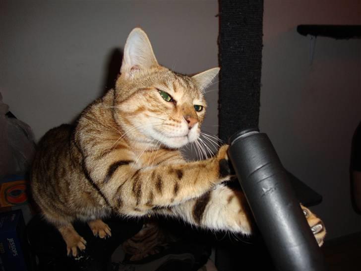 Bengal Tila billede 7