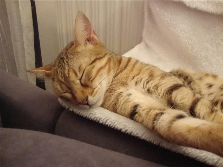 Bengal Tila billede 8