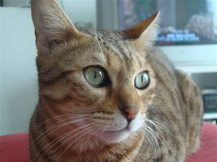 Bengal Tila billede 9